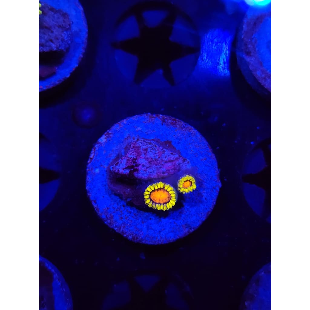 Spongebob Zoanthid Frag WYSIWYG!