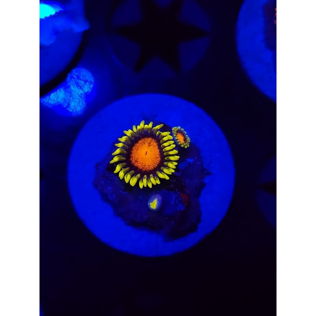 Spongebob Zoanthid Frag WYSIWYG!