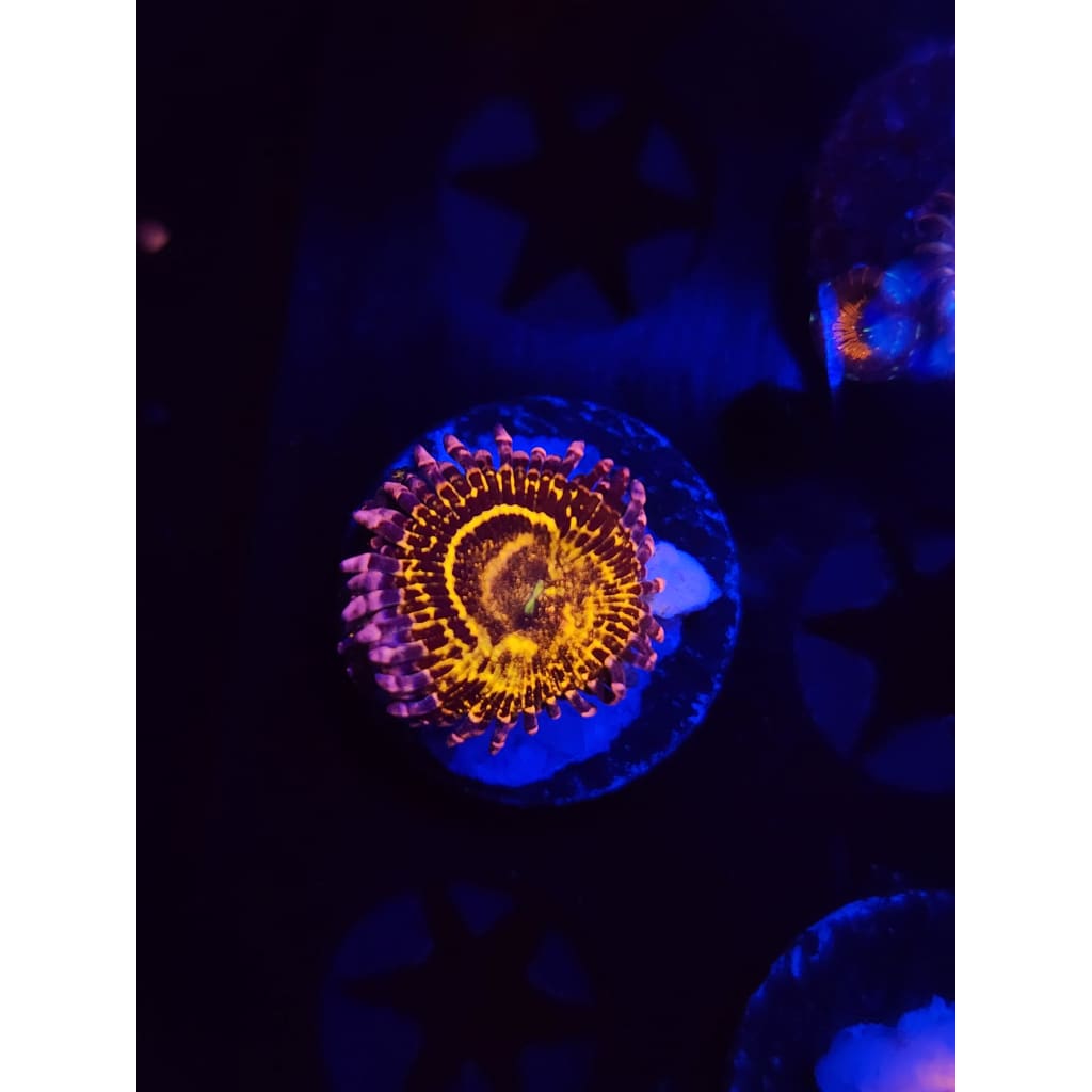 Stratosphere Zoanthid Frag WYSIWYG!
