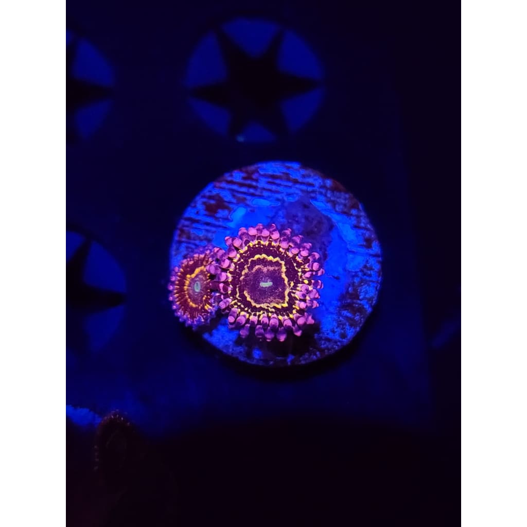 Stratosphere Zoanthid Frag WYSIWYG!