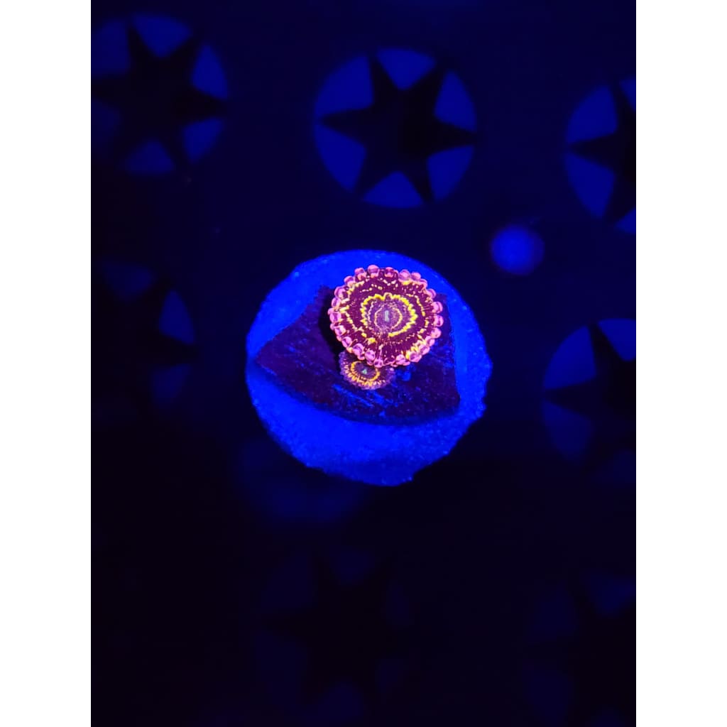 Stratosphere Zoanthid Frag WYSIWYG!