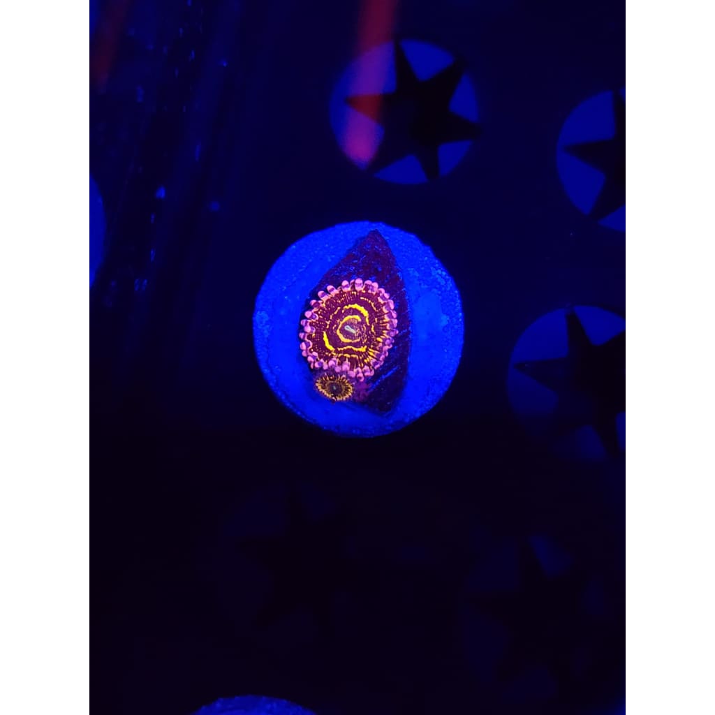 Stratosphere Zoanthid Frag WYSIWYG!