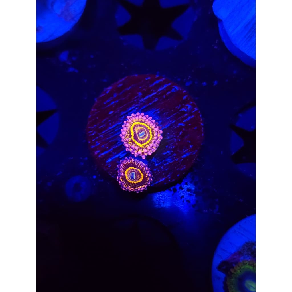 Stratosphere Zoanthid Frag WYSIWYG!