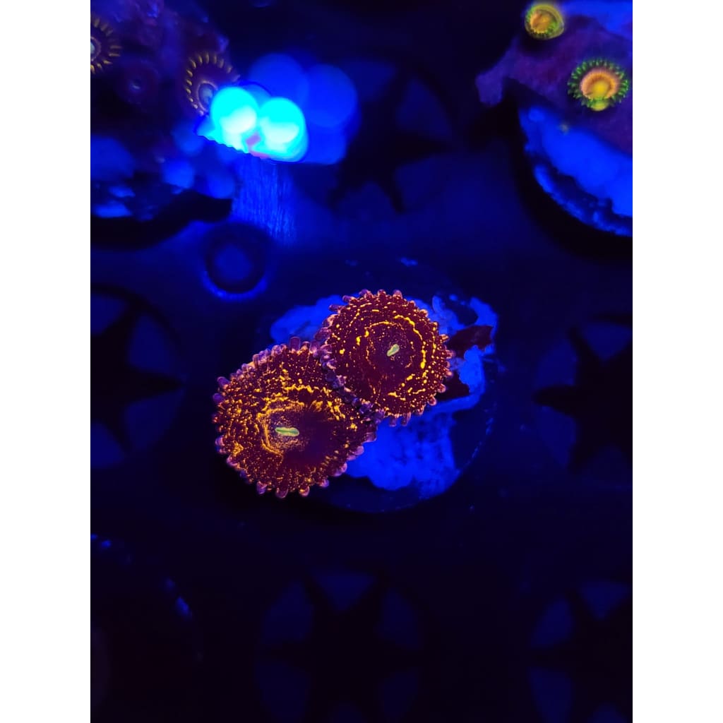 Stratosphere Zoanthid Frag WYSIWYG!