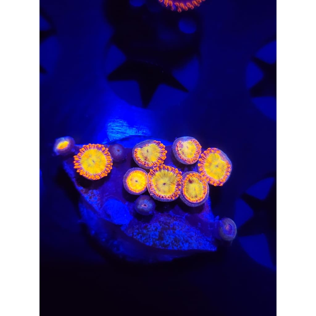 Sundial Zoanthid Frag WYSIWYG!
