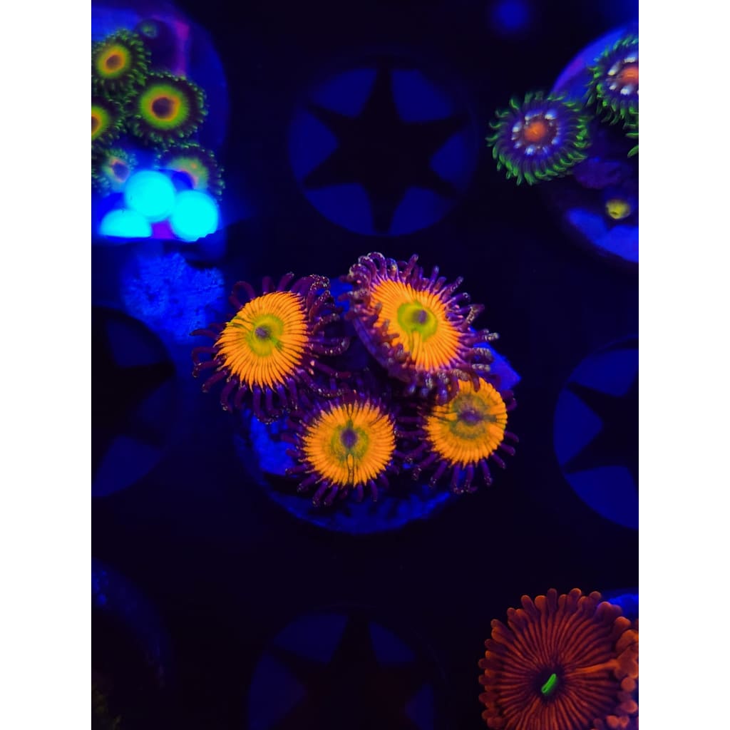 Sunny D Zoanthid Frag WYSIWYG!
