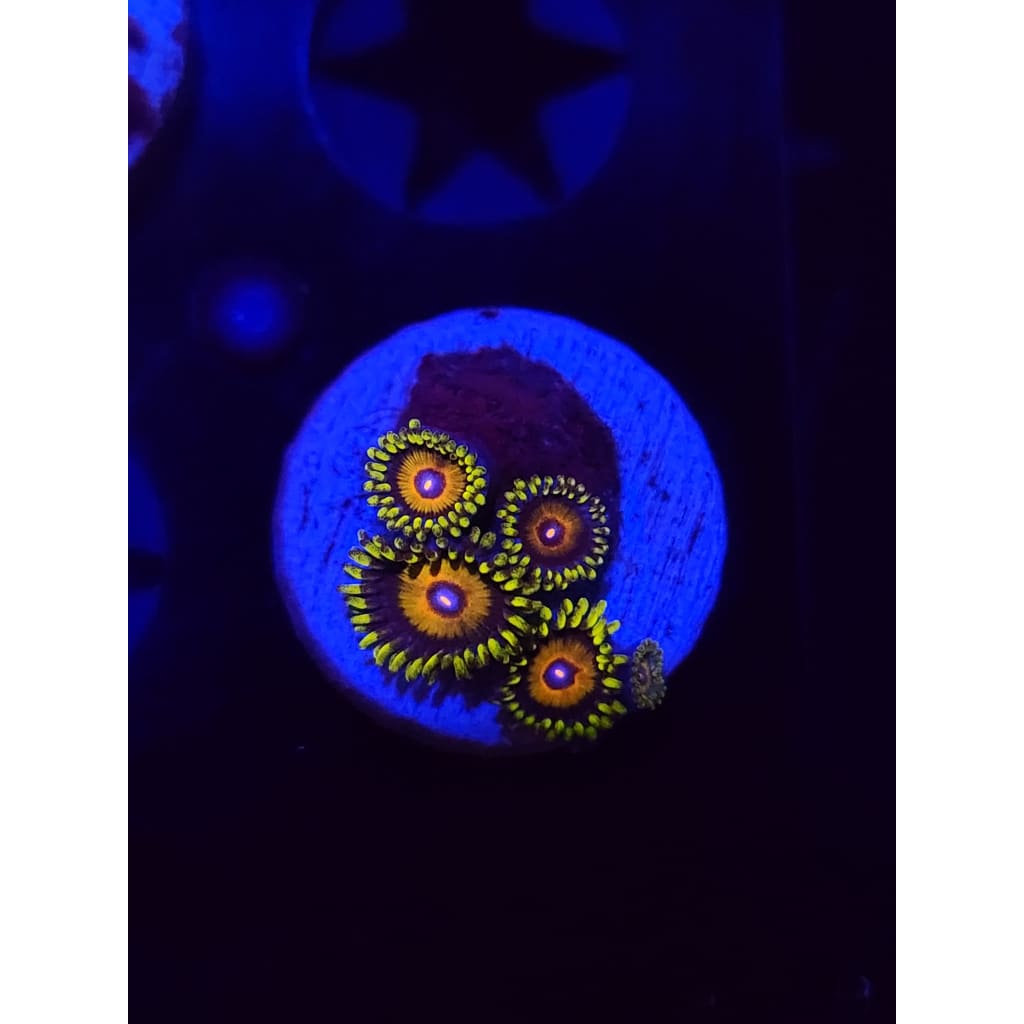 Super Saiyan Zoanthid Frag WYSIWYG!