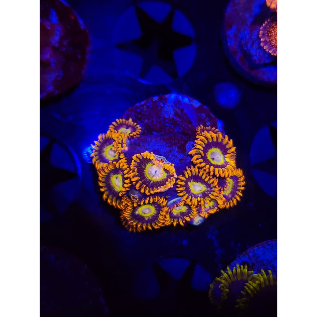 Tiger Hornet Zoanthid Frag WYSIWYG!