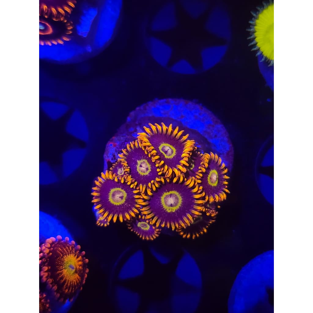 Tiger Hornet Zoanthid Frag WYSIWYG!