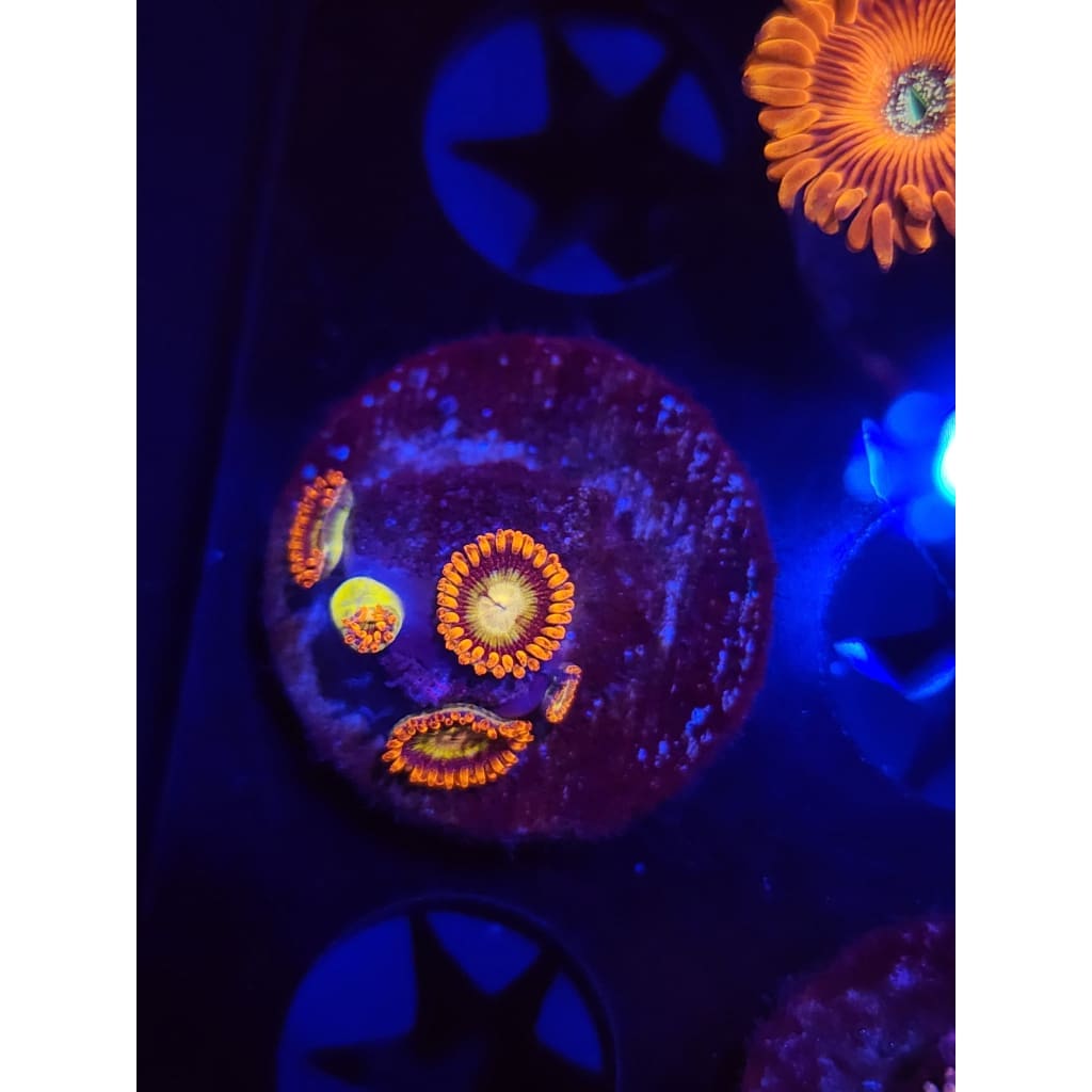 Tiger Hornet Zoanthid Frag WYSIWYG!