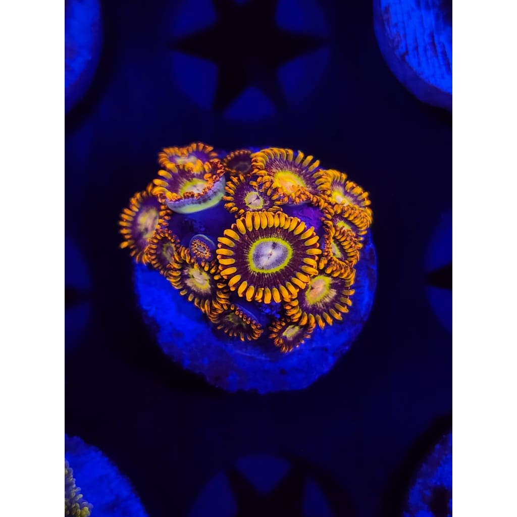 Tiger Hornet Zoanthid Frag WYSIWYG!