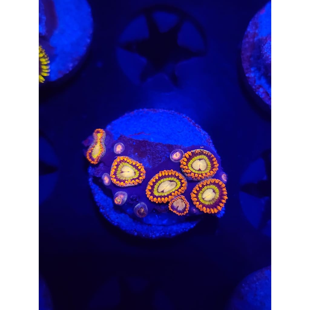 Tiger Hornet Zoanthid Frag WYSIWYG!