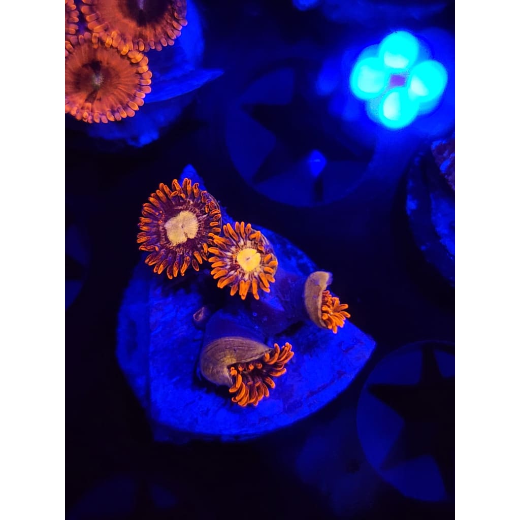 Treehouse of Horrors Zoanthid Frag WYSIWYG!