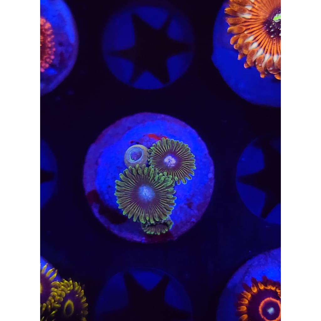 Tweety Bird Zoanthid Frag WYSIWYG!