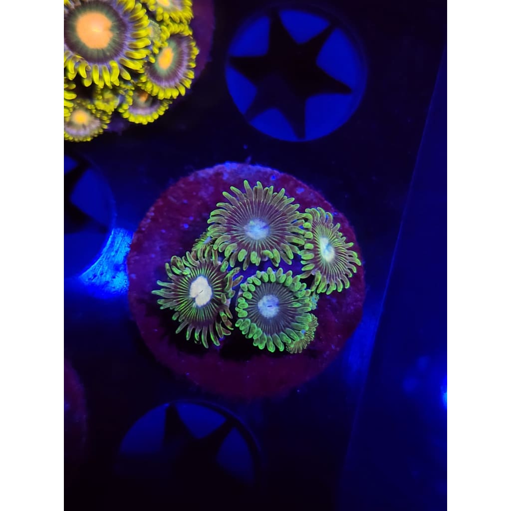 Tweety Bird Zoanthid Frag WYSIWYG!