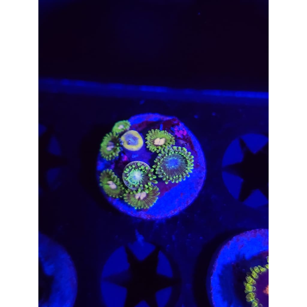 Tweety Bird Zoanthid Frag WYSIWYG!
