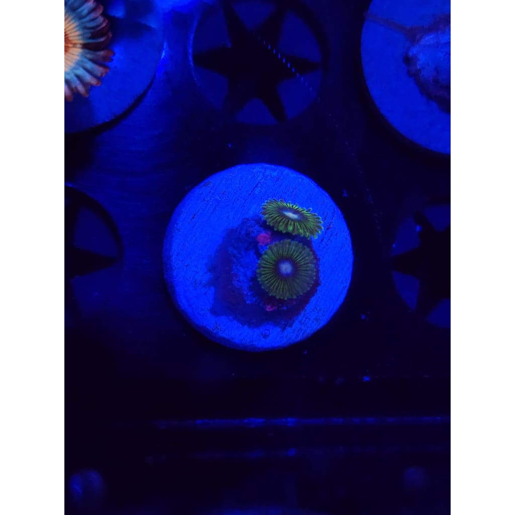 Tweety Bird Zoanthid Frag WYSIWYG!