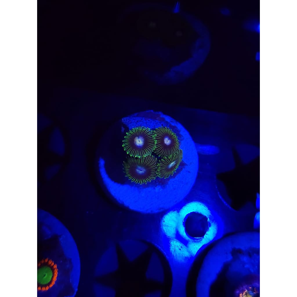 Tweety Bird Zoanthid Frag WYSIWYG!