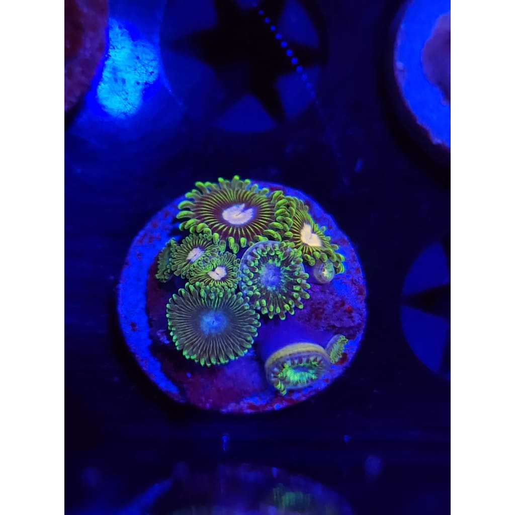 Tweety Bird Zoanthid Frag WYSIWYG!