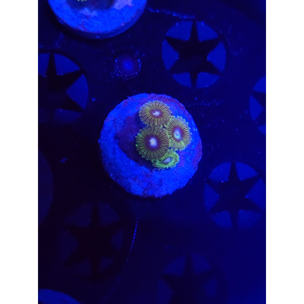 Tweety Bird Zoanthid Frag WYSIWYG!