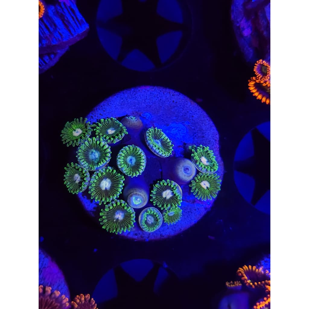 Tweety Bird Zoanthid Frag WYSIWYG!