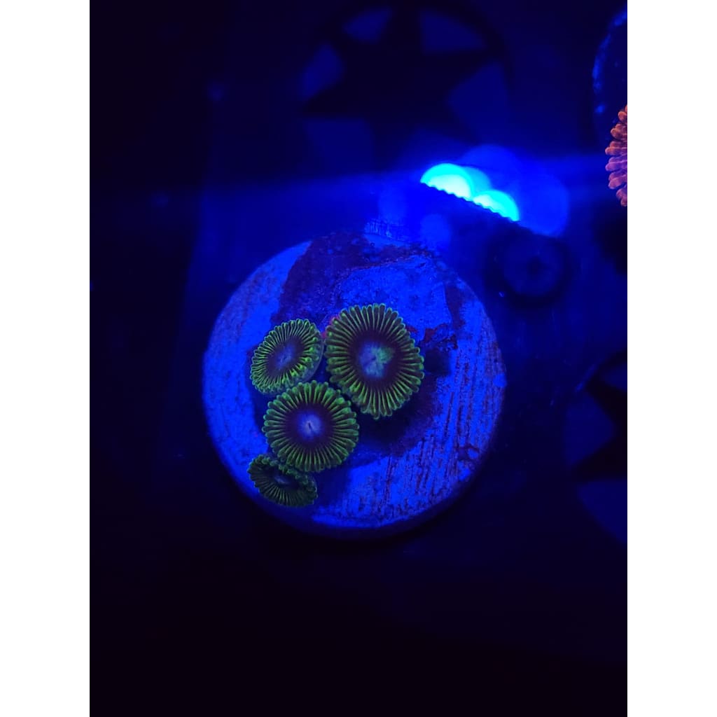 Tweety Bird Zoanthid Frag WYSIWYG!
