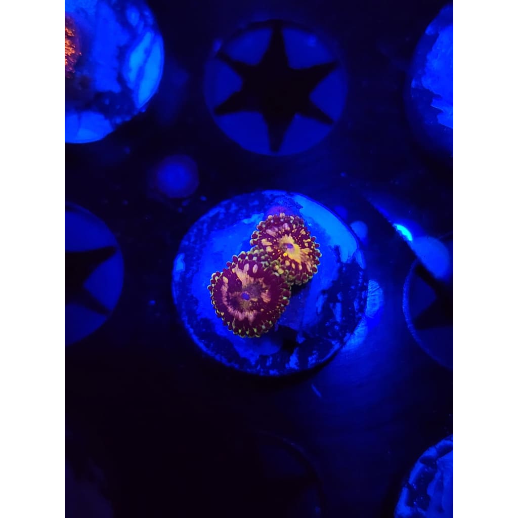 UC Grim Reaper Zoanthid Frag WYSIWYG!