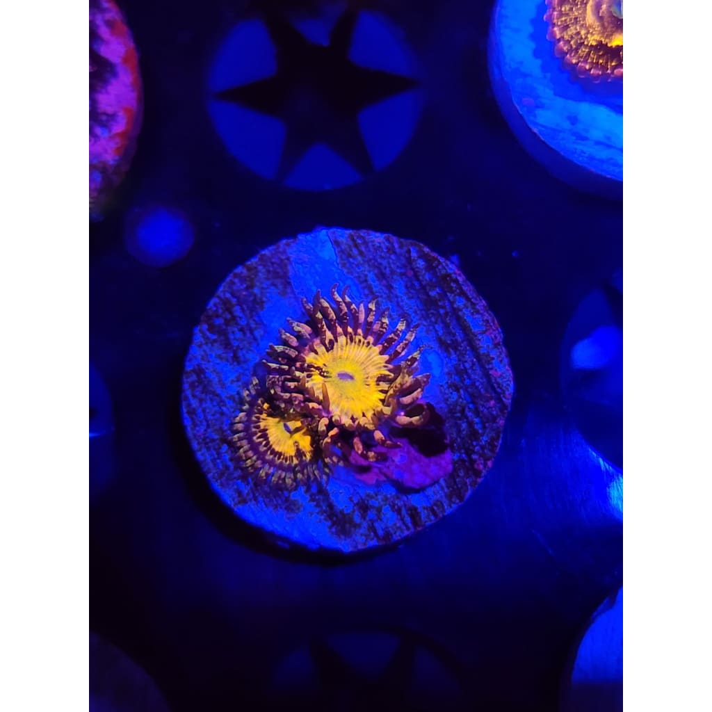 UC Grim Reaper Zoanthid Frag WYSIWYG!