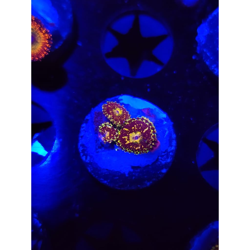 UC Grim Reaper Zoanthid Frag WYSIWYG!