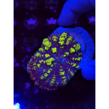 Load image into Gallery viewer, Uranium Bounce Mushroom WYSIWYG!