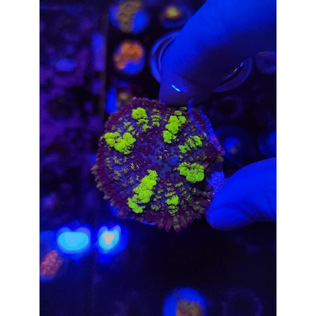 Uranium Bounce Mushroom WYSIWYG!