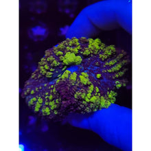 Load image into Gallery viewer, Uranium Bounce Mushroom WYSIWYG!