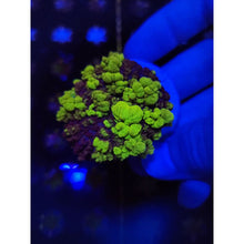 Load image into Gallery viewer, Uranium Bounce Mushroom WYSIWYG!