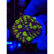 Load image into Gallery viewer, Uranium Bounce Mushroom WYSIWYG!