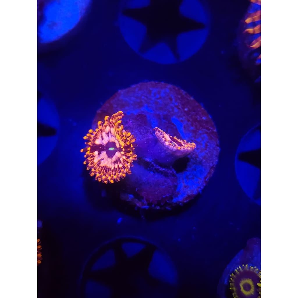 Utter Chaos Zoanthid Frag WYSIWYG!