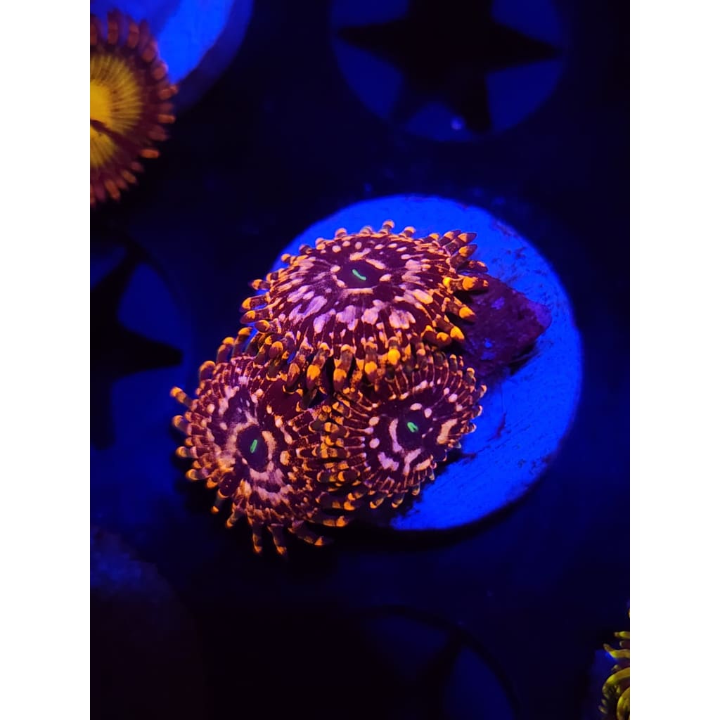 Utter Chaos Zoanthid Frag WYSIWYG!