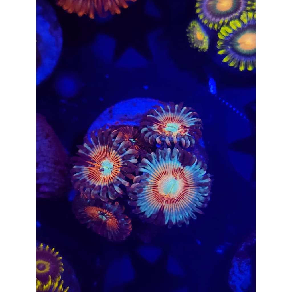 Vamp Killer Zoanthid Frag WYSIWYG!