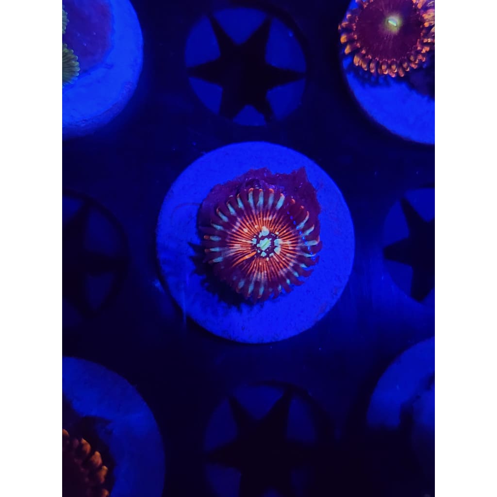 Vamp Killers Zoanthid Frag WYSIWYG!