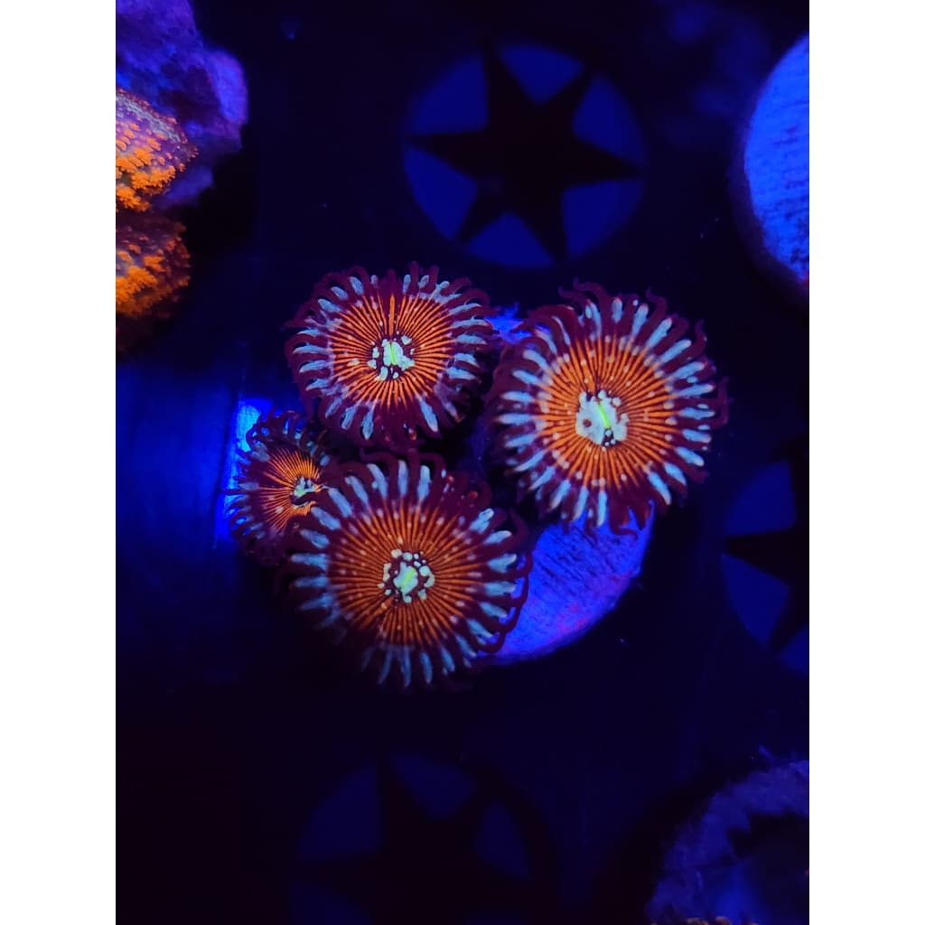 Vamp Killers Zoanthid Frag WYSIWYG!