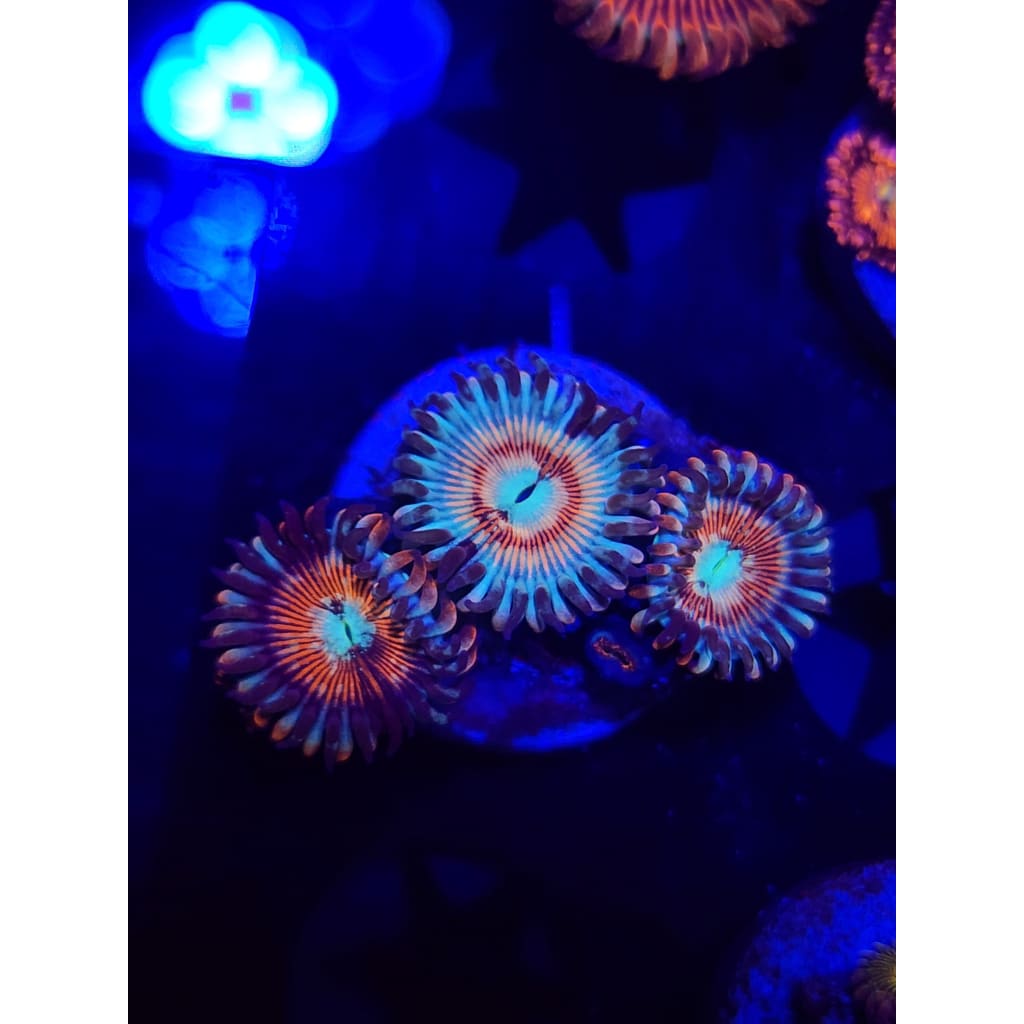 Vamp Slayer Zoanthid Frag WYSIWYG!