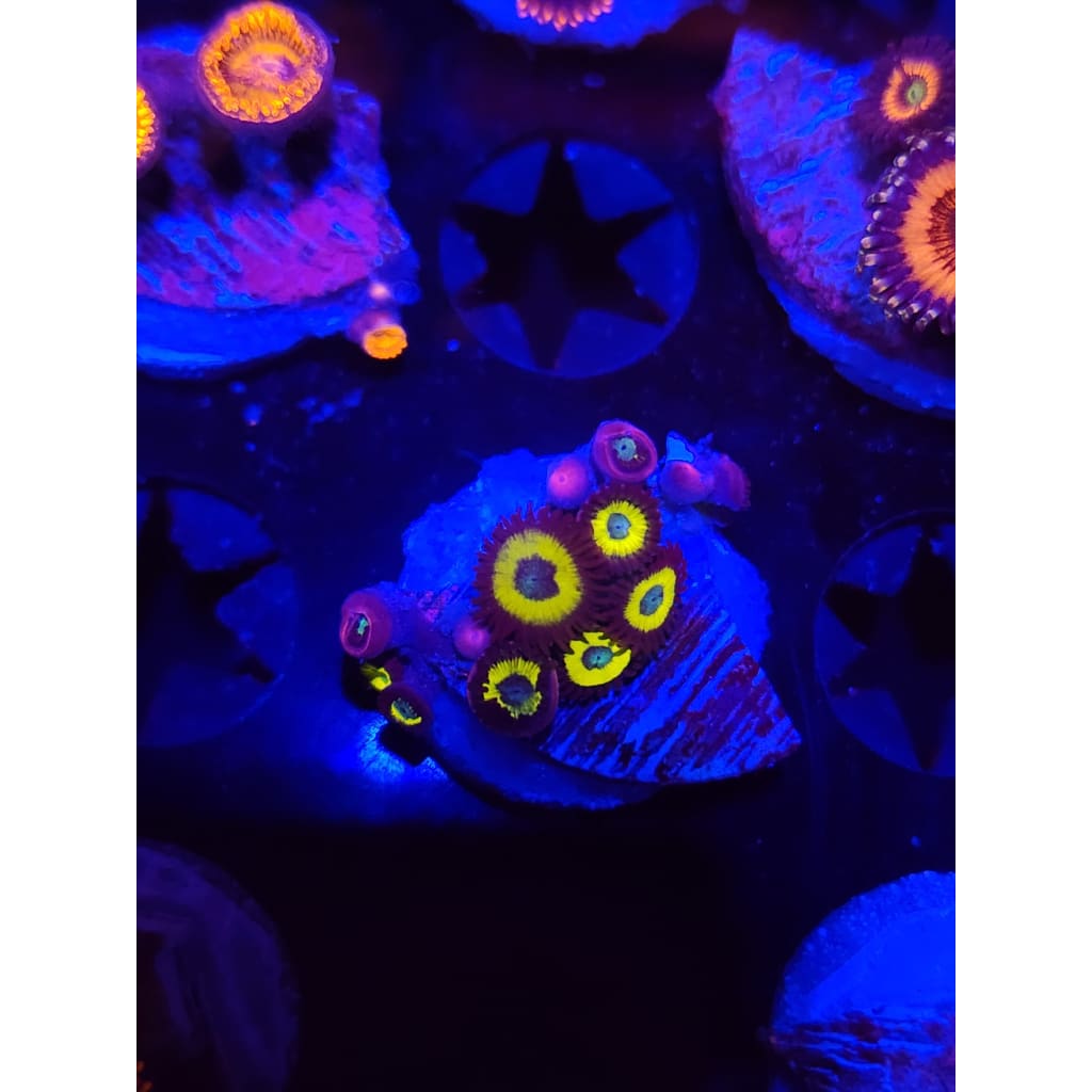 Vulcan Blood Zoanthid Frag WYSIWYG!