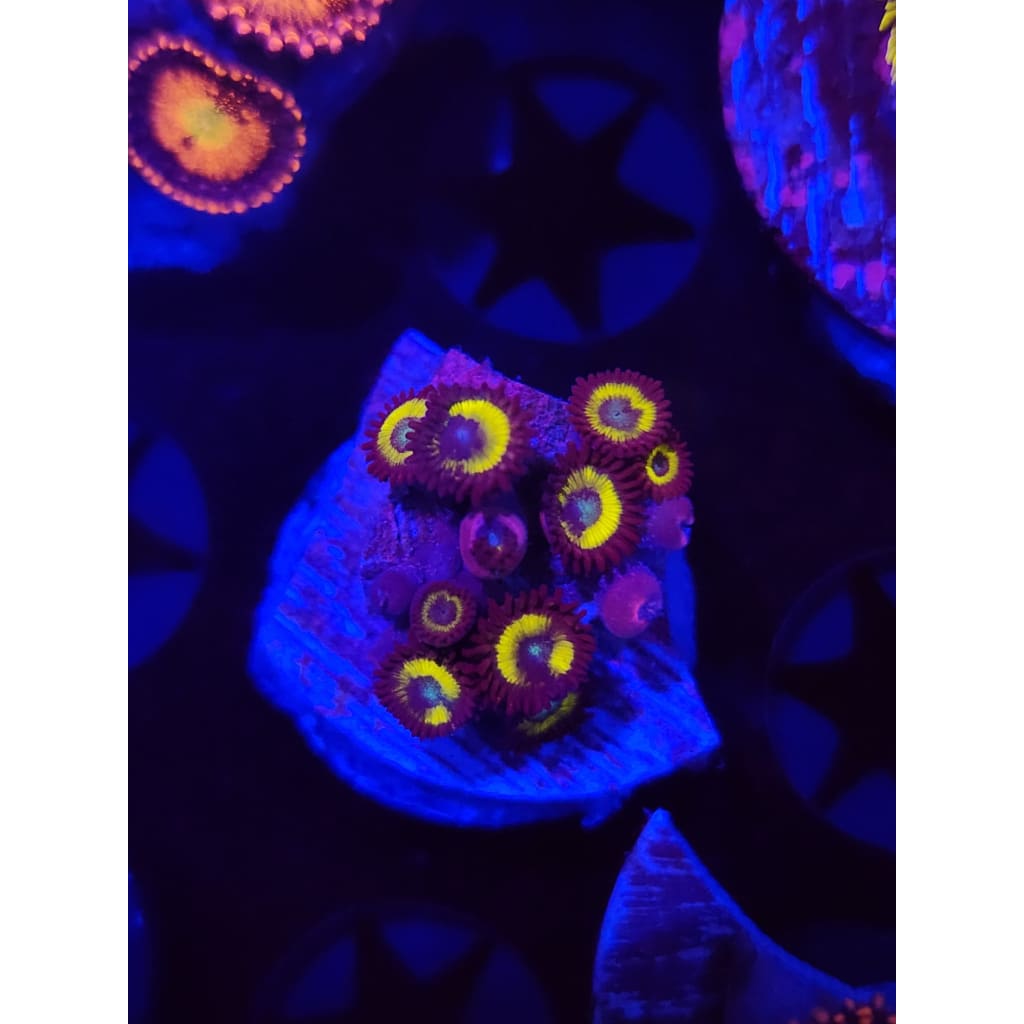 Vulcan Blood Zoanthid Frag WYSIWYG!