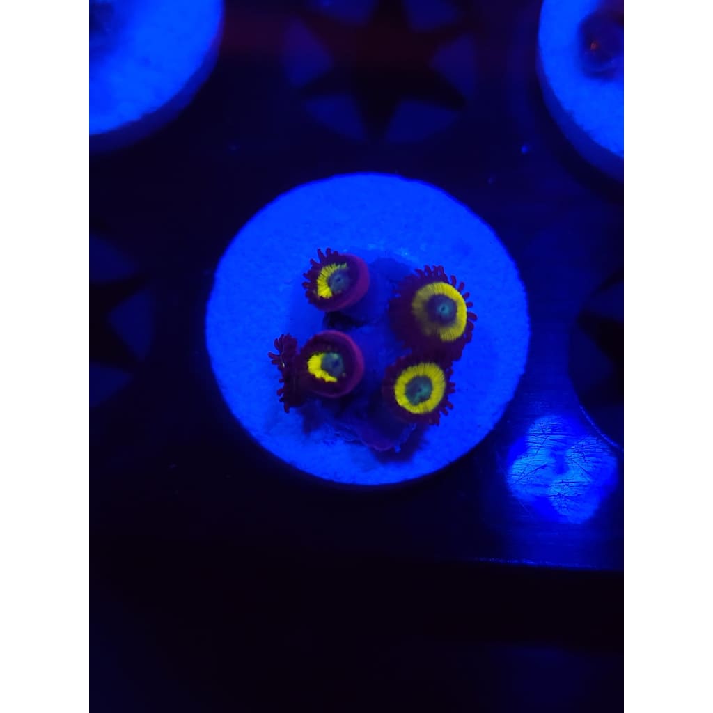 Vulcan Blood Zoanthid Frag WYSIWYG!