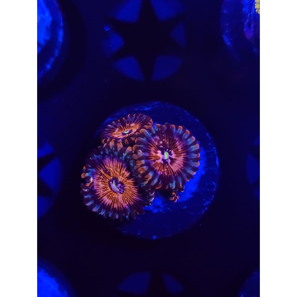 Warlock Zoanthid Frag WYSIWYG!