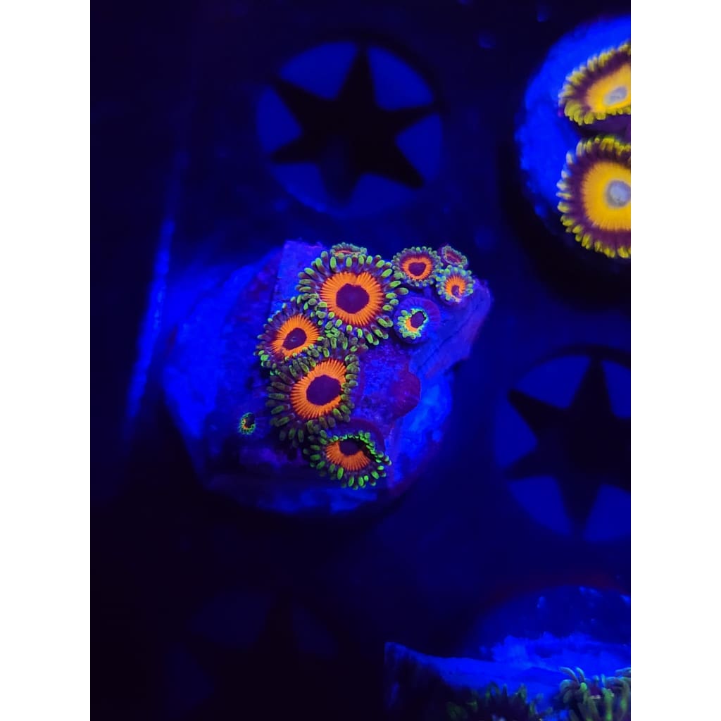 Whammin Watermelon Zoanthid Frag WYSIWYG!