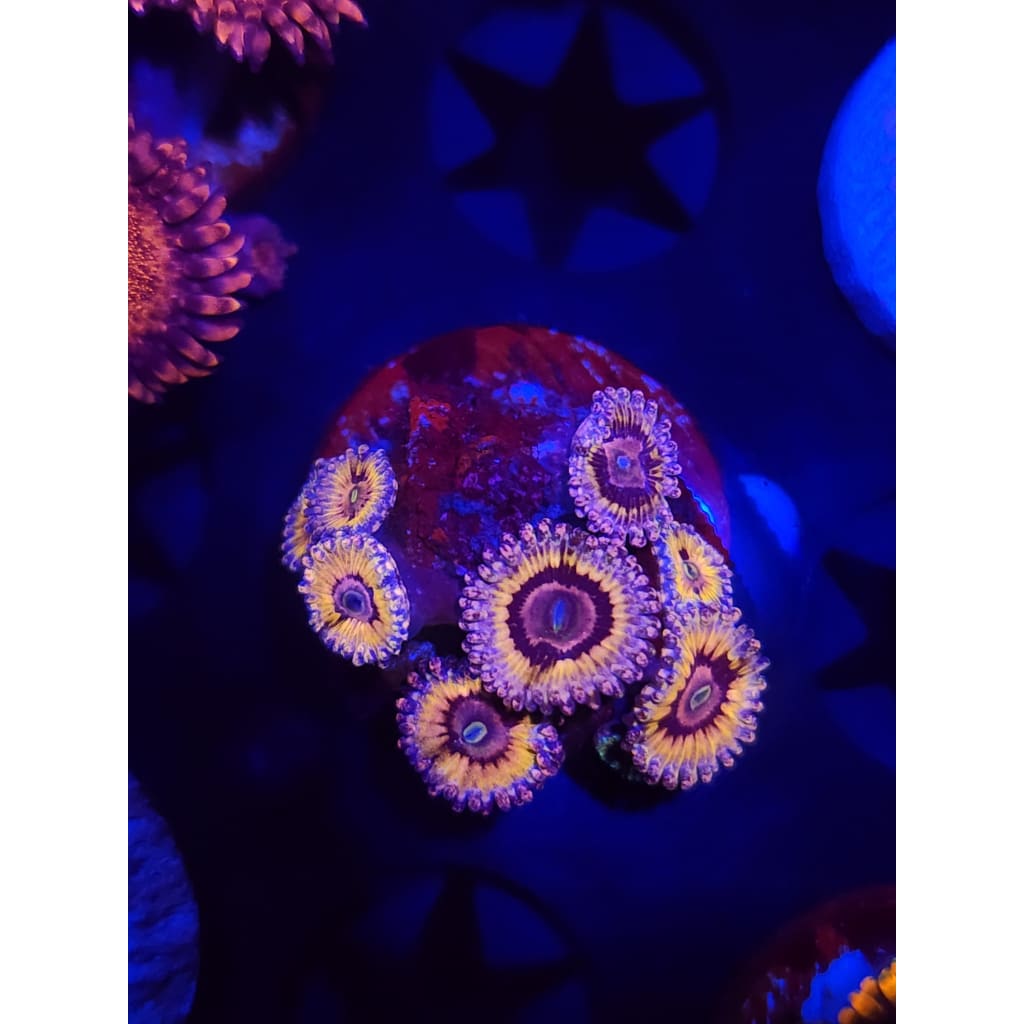 White Walkers Zoanthid Frag WYSIWYG!