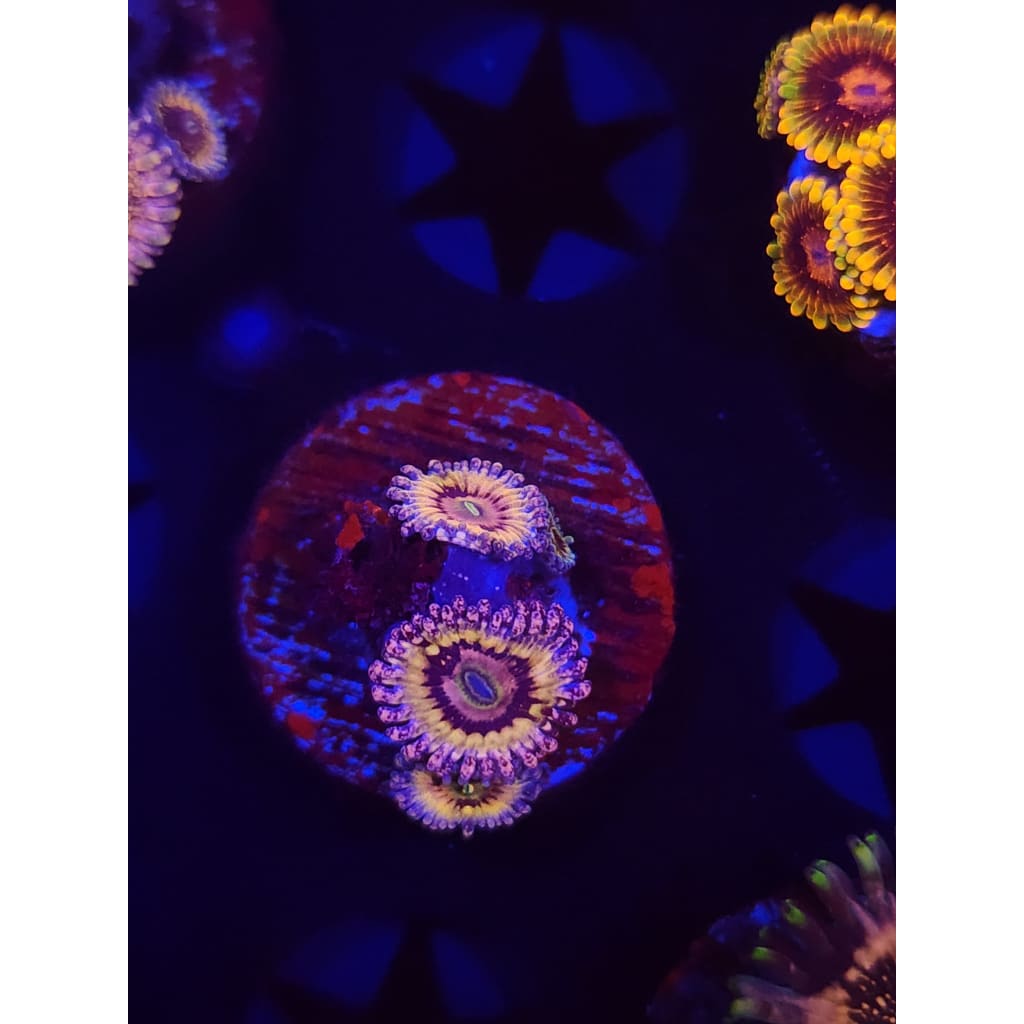 White Walkers Zoanthid Frag WYSIWYG!