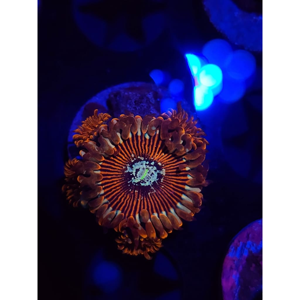 White Wizard Zoanthid Frag WYSIWYG!