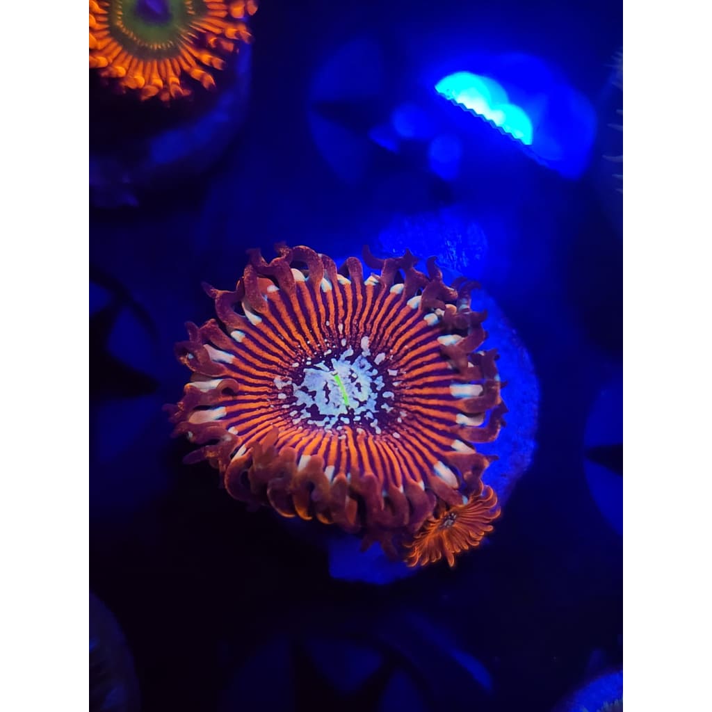 White Wizards Zoanthid Frag WYSIWYG!