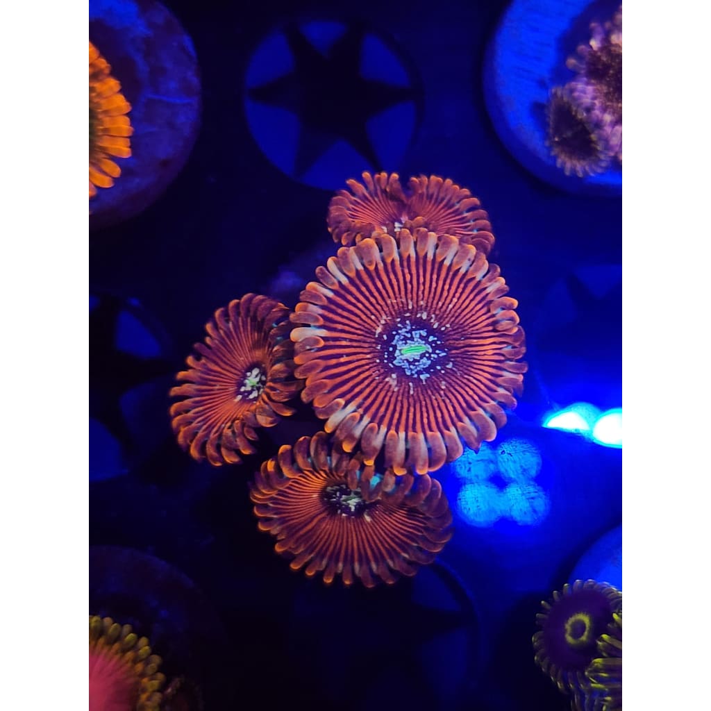 White Wizards Zoanthid Frag WYSIWYG!